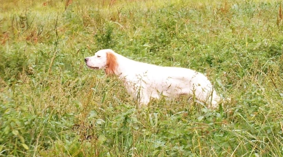 Pastel Du Tertre A La Biche